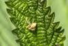 Philodromus sp.